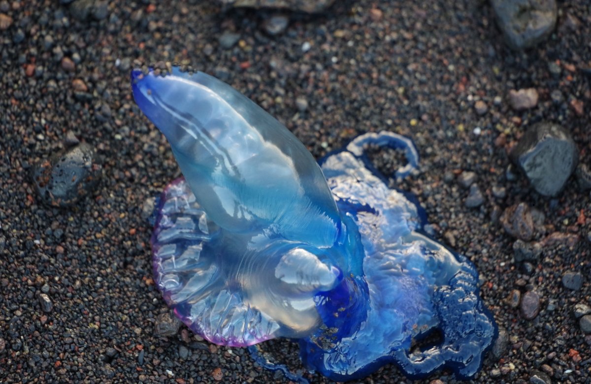 Fausse méduse méditerranée