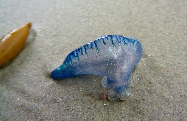 Fausse méduse méditerranée