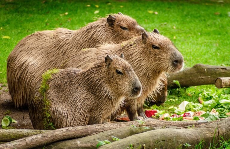 Capybara