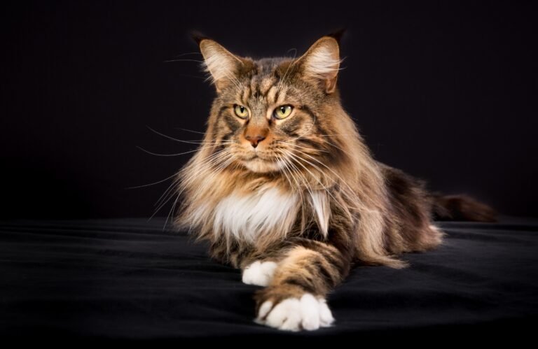 Quel est le prix d’un Maine coon : tout savoir sur ce chat unique Maine Coon prix