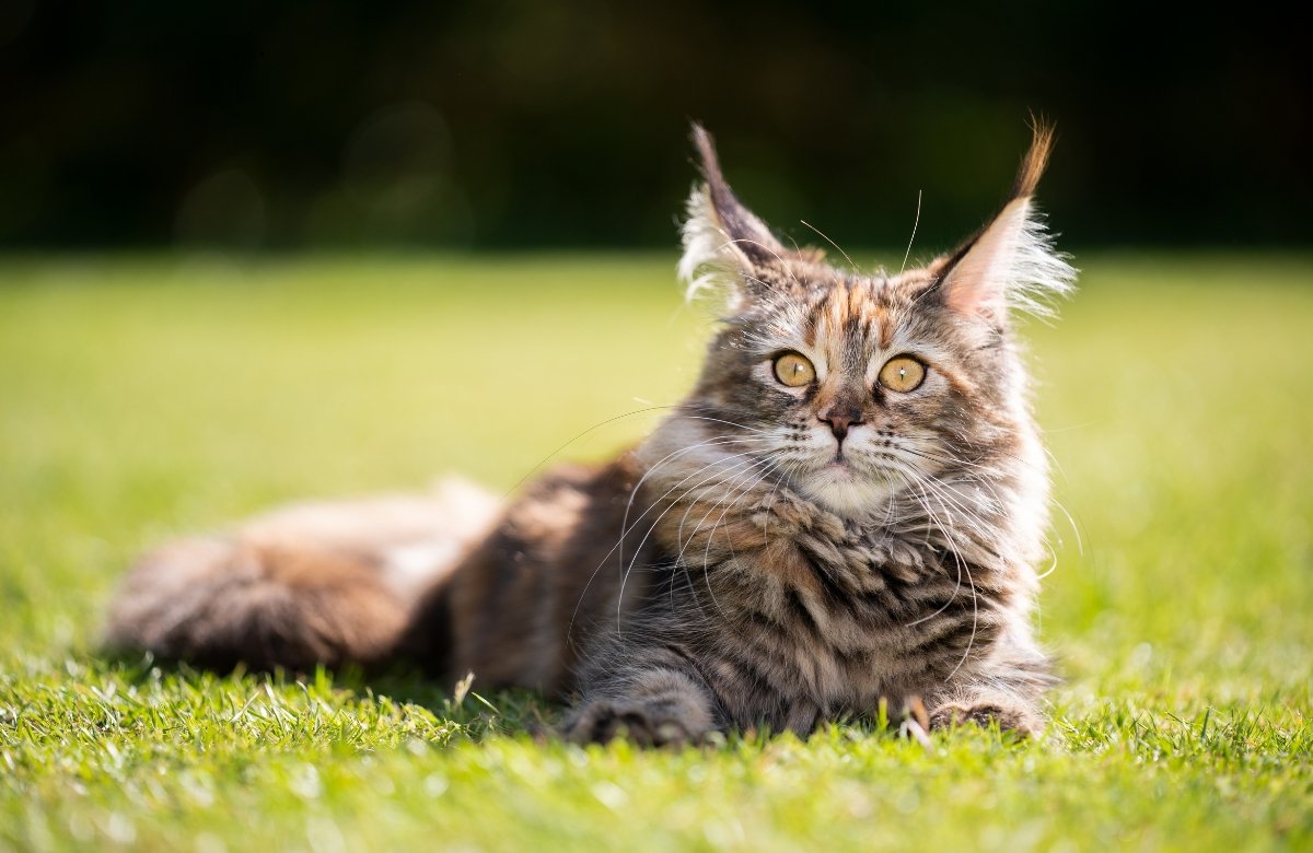 Maine coon