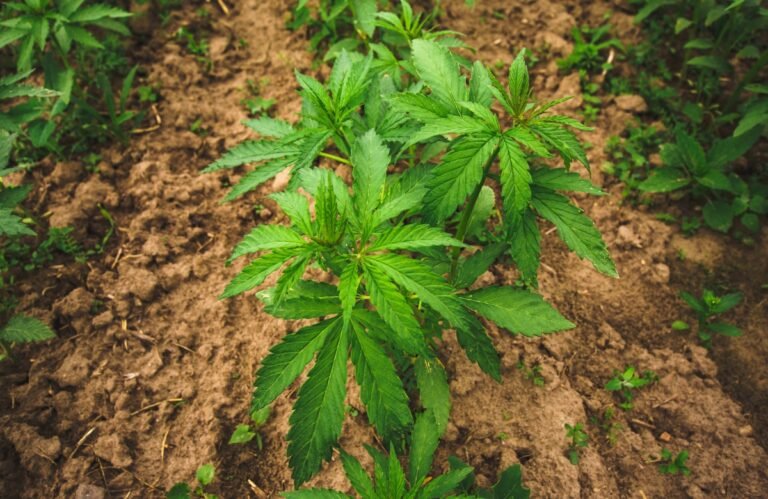 huile CBD Hollyweed