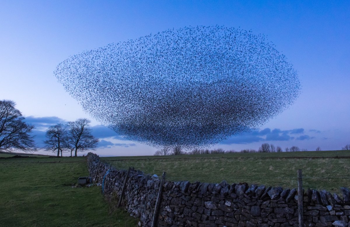 quand partent les étourneaux
