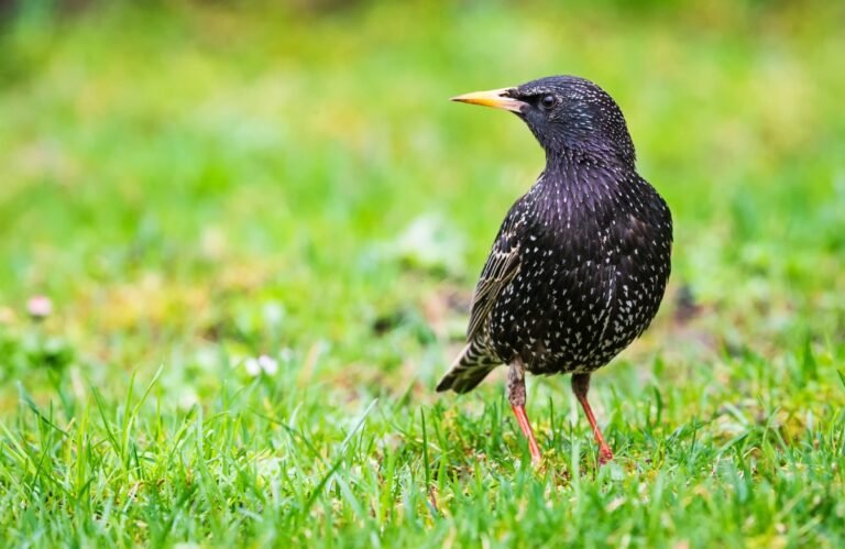 quand partent les étourneaux