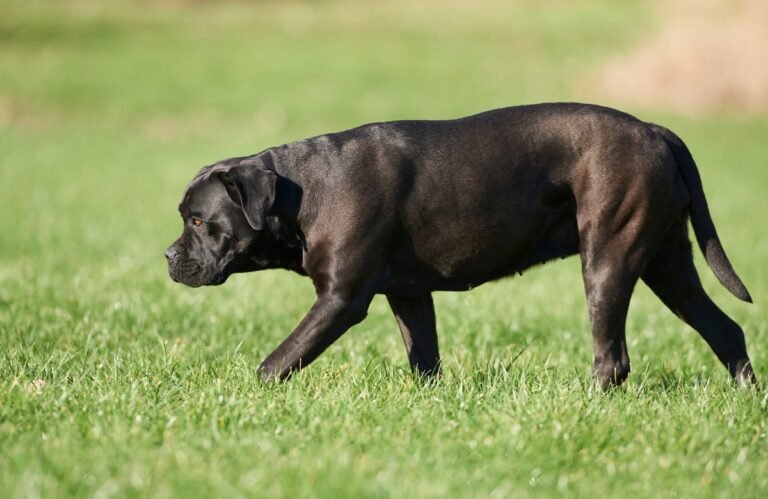 Cane corso