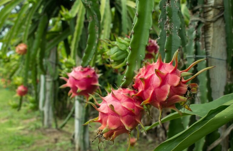 Fruit du dragon