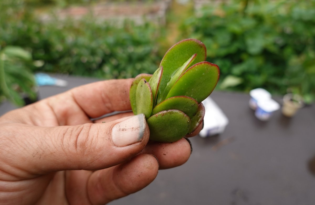 Arbre de jade - Crassula ovata