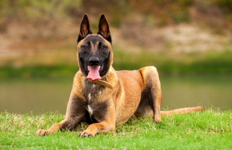 Malinois : guide complet sur le berger belge le plus dynamique Berger belge malinois