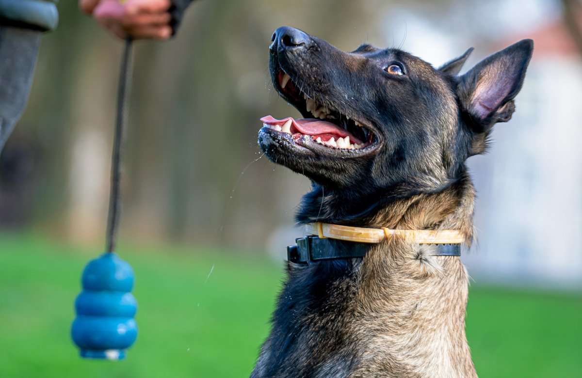 race de chien - berger belge malinois
