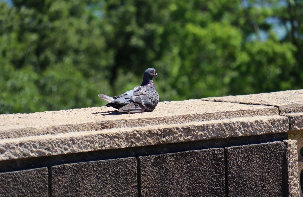 Répulsif anti-pigeon